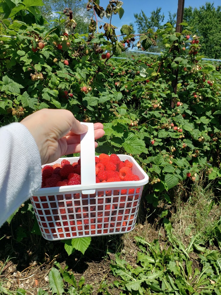 While at my parents' #Cottage earlier this month, my mom and I visited #BuckhornBerryFarm for some quality #MotherDaughterTime by #RaspberryPicking the day away! #Cottaging #CottageLife #Buckhorn #BerryFarm #Raspberries #Berries #BerryPicking #Summer #SummerTime #Nature #Outdoors