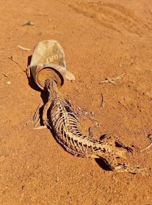 INTERNEITOR tweet media