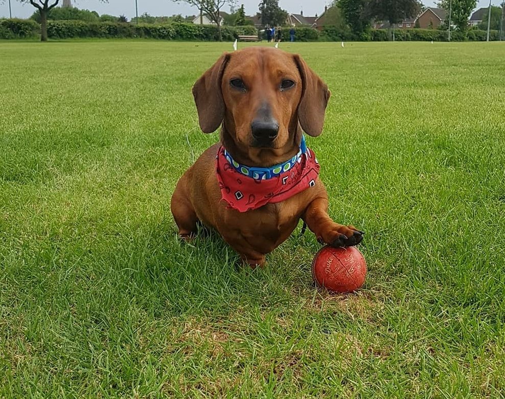 joffp's tweet photo. @dogsatcricket  Ted with a outstanding boundary save, @olney_cc https://t.co/fk9sjbkOB8