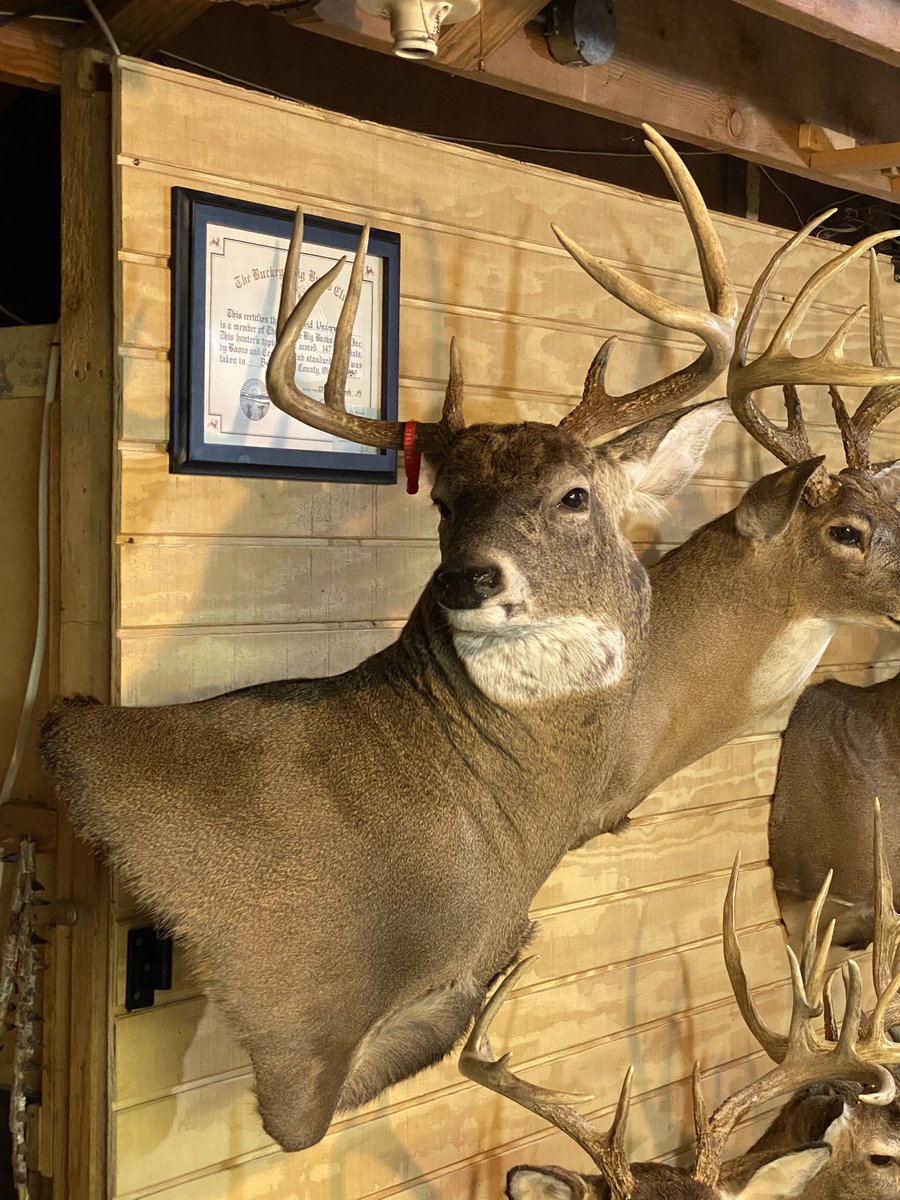 DaveBuckeye2973's tweet photo. Curly has come home mount looks awesome but I’m looking to add a pedestal to this guy it’ll just make it stand out #Deerhunt #Taxidermy #Mount #OhioBuck https://t.co/dAAtXF3k5H