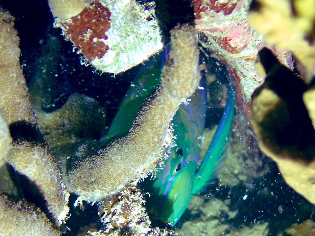 Mucus bubbles! You have to be kidding me! Was out #nightdiving and came across some Chlorurus bleekeri snugly wrapped in their mucus blankets for the night! Some #parrotfish use this bubble while sleeping in the reef to protect them against predators. So cool! #palau #teamfish