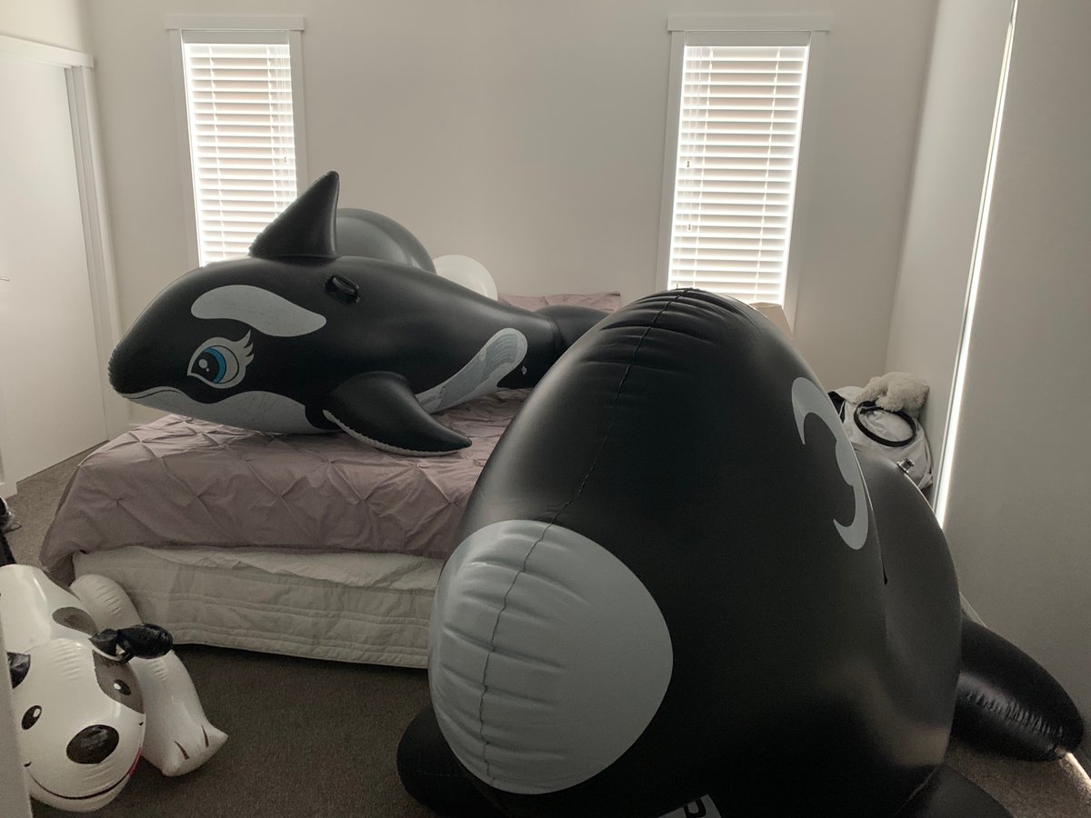 The_Baloonatic's tweet photo. Weekend entertainment is sorted https://t.co/1aIHaEX5ff