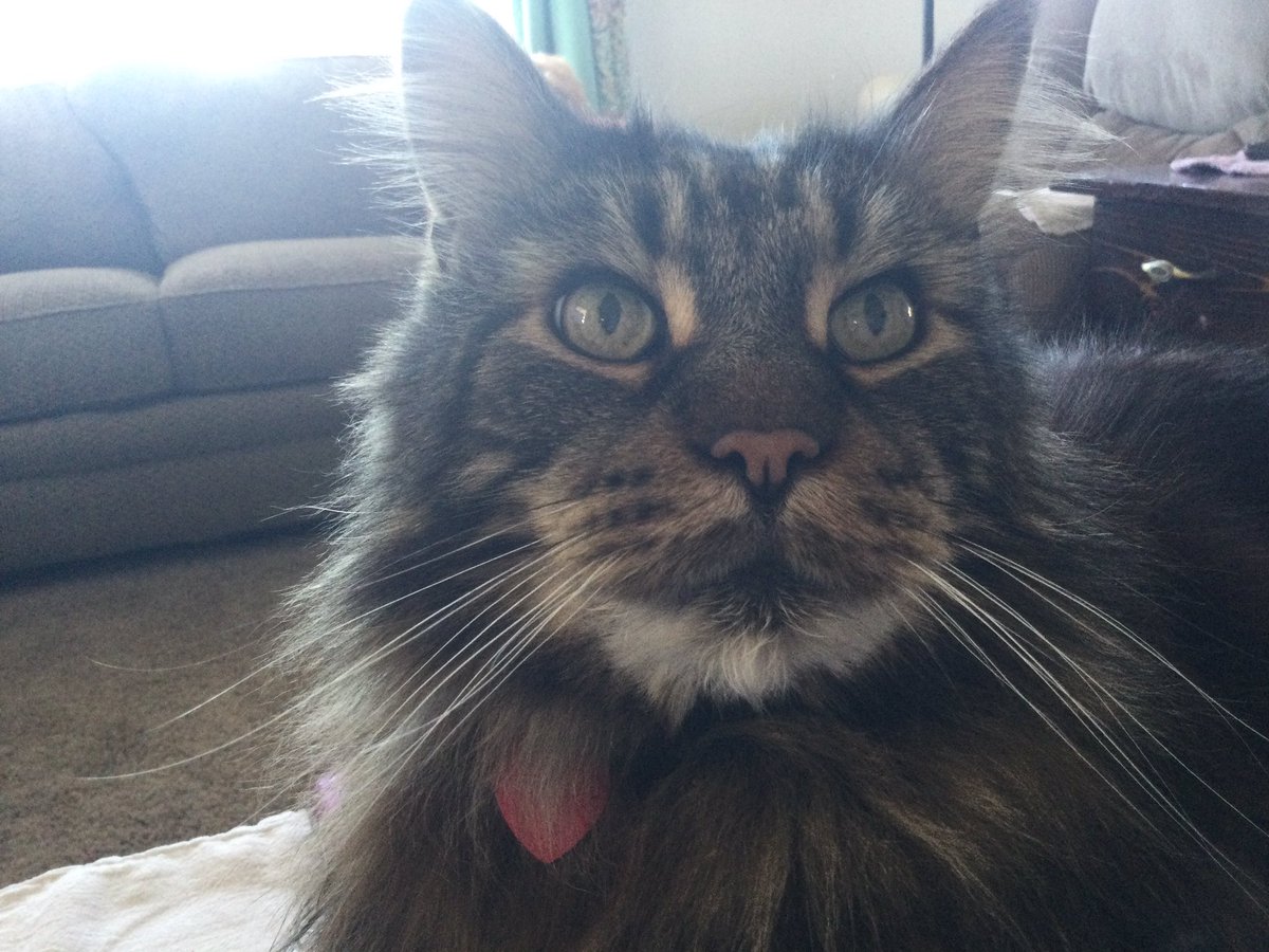 CoonQuizmo's tweet photo. @furkyourwurk Thank mew😽💕💕 https://t.co/G6GJlRfBJq