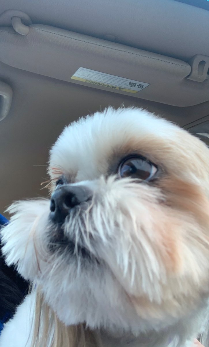 cutelilcilantro's tweet photo. It’s this good boys birthday! His hobbies include chasing Geese, watching westerns and 
@tomellis17
 and 
@LesleyAnnBrandt
 on 
@LuciferNetflix
 ! Recovering from a slipped disc isn’t easy but I’m glad you did baby! https://t.co/Oiaeu88ttd