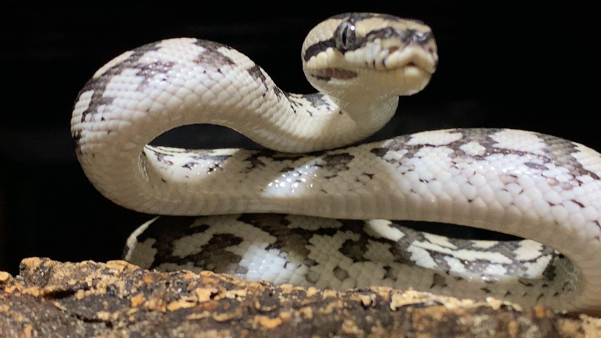 habaero946's tweet image. 中々エサスイッチ入らない^_^

#diamondpython 
#Inlandcarpetpython
#Ballpython
#Whitelippedpython
#bloodpython 
#AngolanPython
#greentreepython