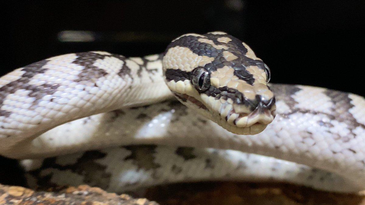 habaero946's tweet image. 中々エサスイッチ入らない^_^

#diamondpython 
#Inlandcarpetpython
#Ballpython
#Whitelippedpython
#bloodpython 
#AngolanPython
#greentreepython