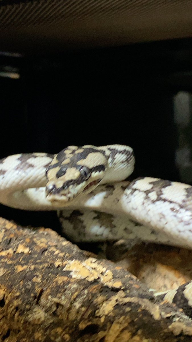 habaero946's tweet image. 中々エサスイッチ入らない^_^

#diamondpython 
#Inlandcarpetpython
#Ballpython
#Whitelippedpython
#bloodpython 
#AngolanPython
#greentreepython