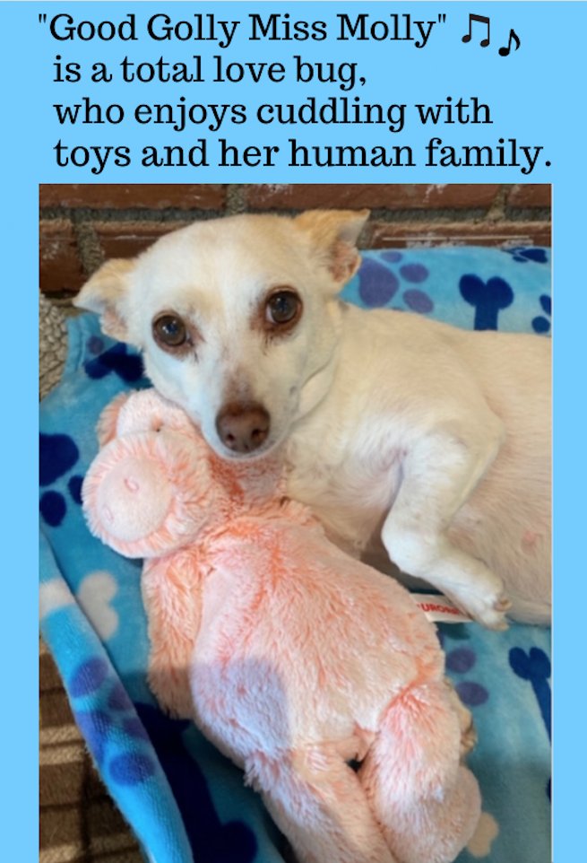 Photo: Wise Tails Senior Dog Sanctuary. "Molly" is aged to perfection. She is basking in the glow of her senior years.