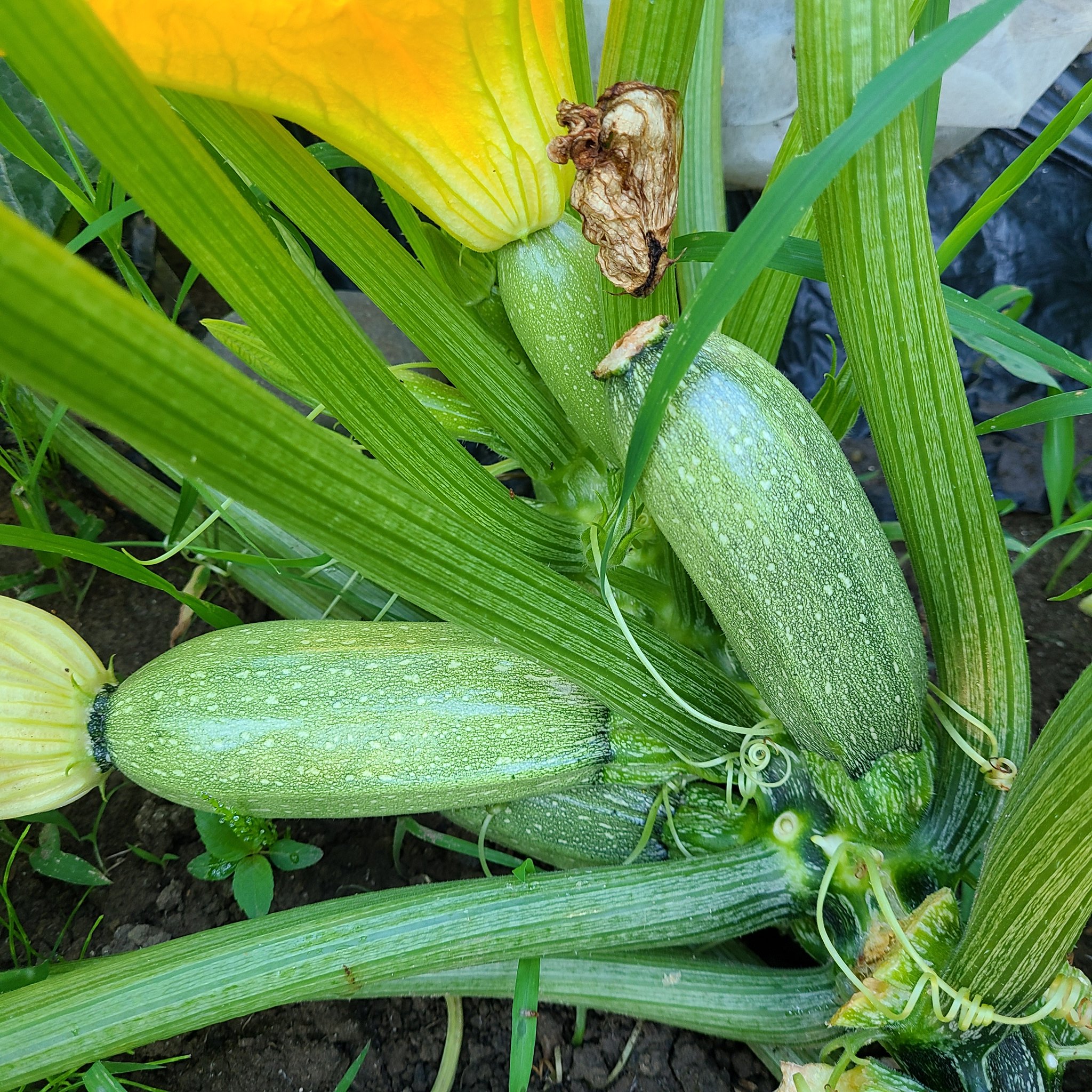 信州発 家庭菜園 Q S Natural Garden これが一番美味しくて簡単 オリーブオイル ブラックペッパー とろけるチーズ 以上 バンビーノ ミニズッキーニ ズッキーニ トキタ種苗 グストイタリア Minizucchini Zucchini Tokita