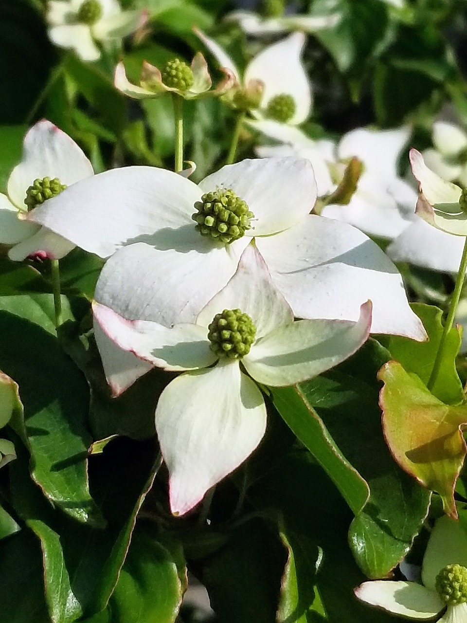 Y Yano40 可愛い花が咲いていました 可愛い 花 自然 今日の癒し 何気ない日常 見つけた かわいい 癒される 小さな喜び コメント歓迎 フォロー大歓迎 友達募集 T Co Cfwae8pidk Twitter