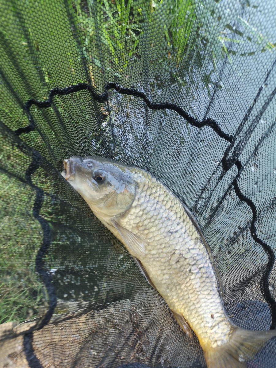 Titch_World's tweet photo. Some snaps from today's #Fishing #WoodendFarmComplex https://t.co/96zNTyGUcw