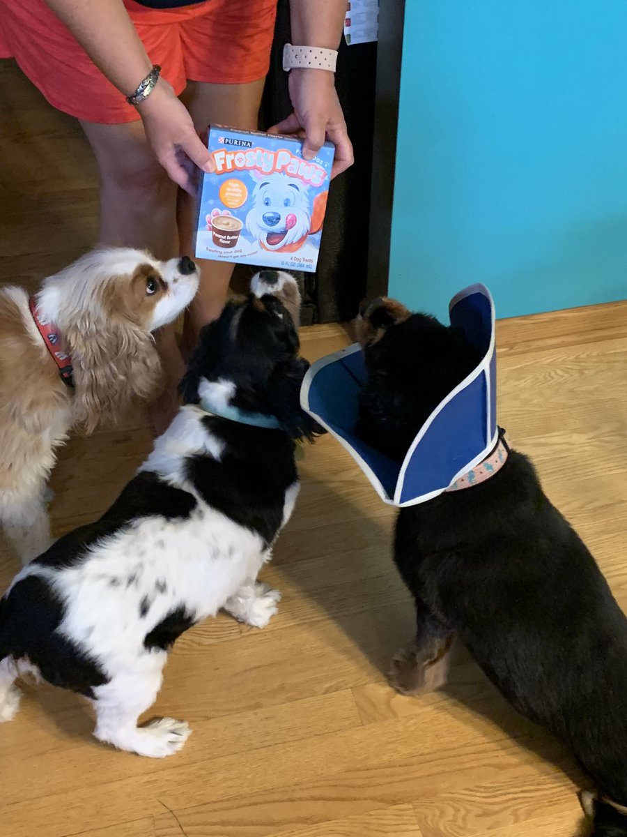 ppanthr's tweet image. Celebrating Bingo’s 4th birthday!  🐾❤️