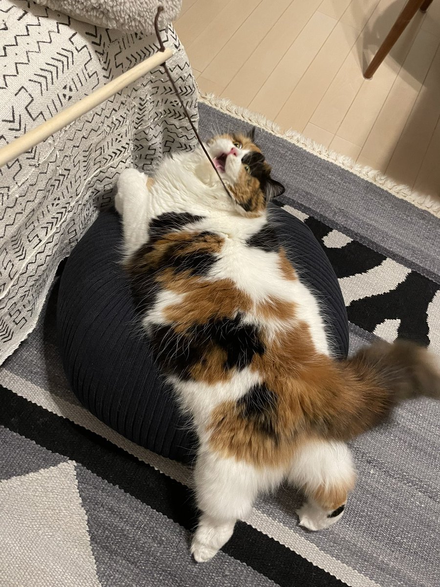 りよん 三毛のモフモフ猫 Cattuber Lyon Twitter