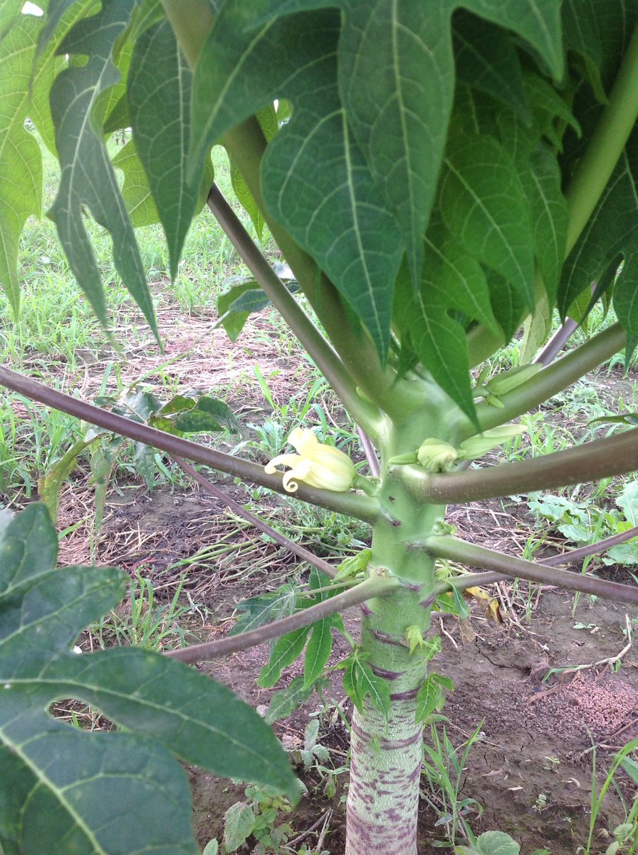 パパイヤ Twitter Search