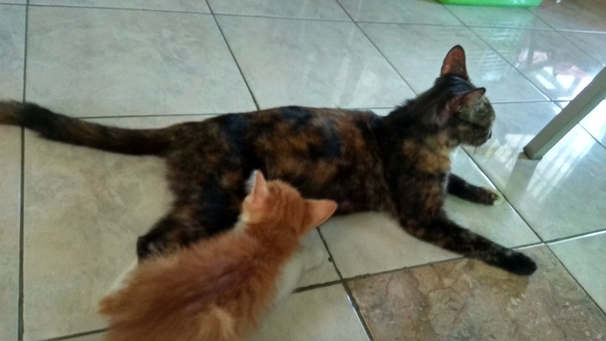 Bar adus nyusu dulu 😽