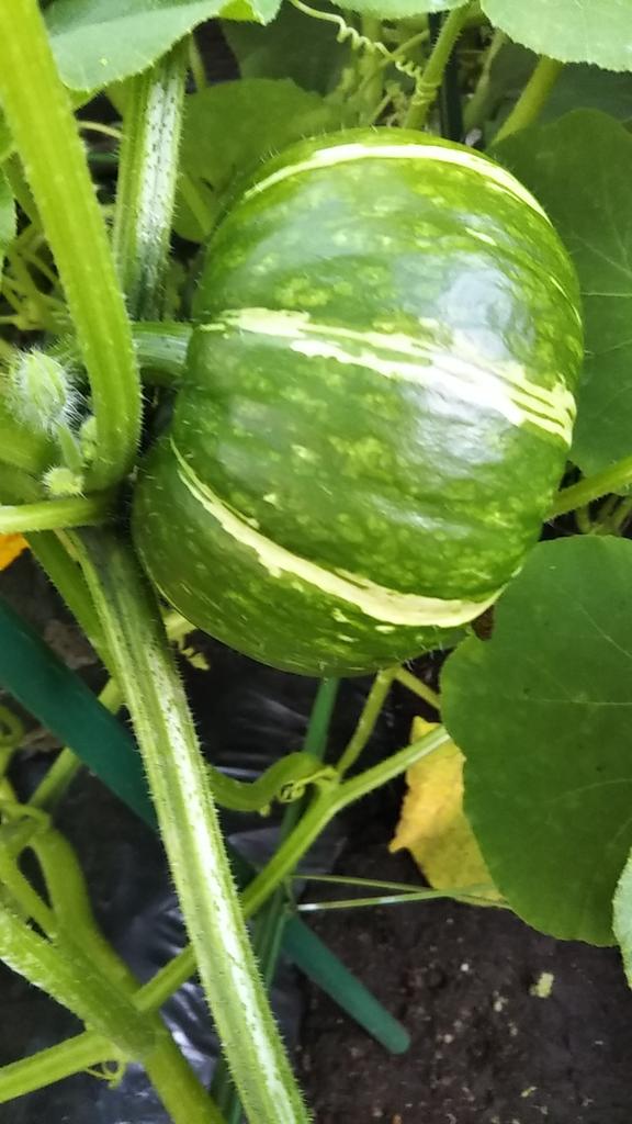 藤枝 とおる on Twitter