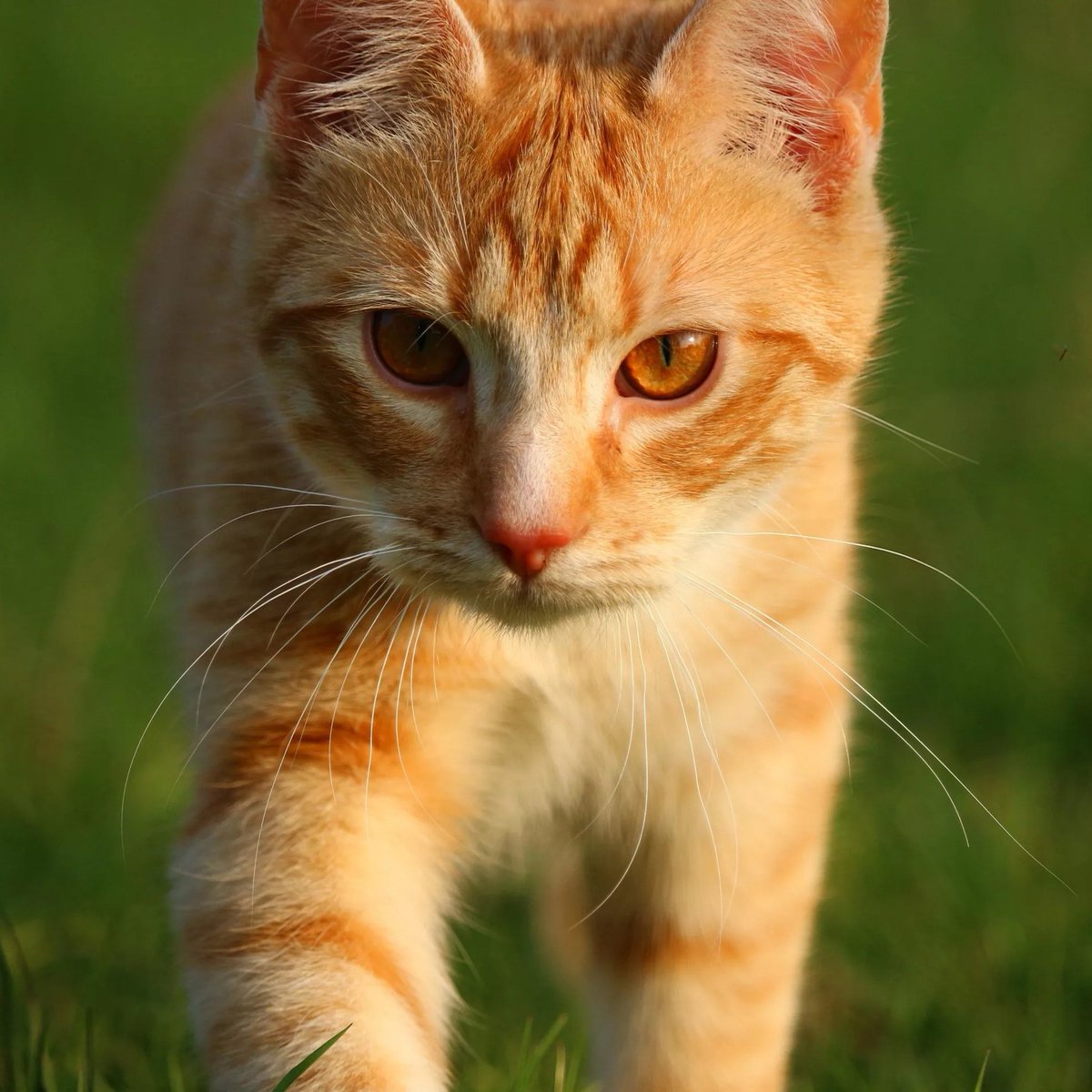 Рыжая полосатая кошка. Европейская короткошерстная табби рыжий. Котенок рыжий табби. Тигровый макрелевый табби рыжий. Европейский короткошерстный кот рыжий.