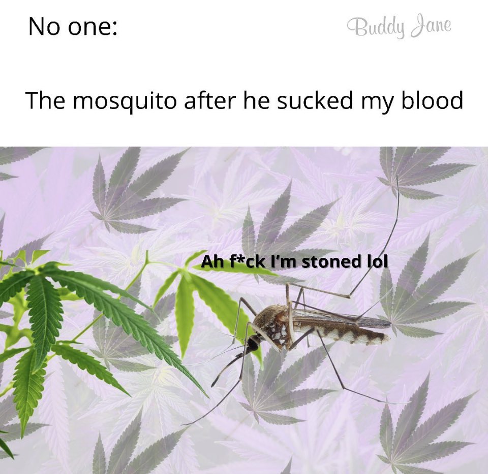 buddyjane's tweet image. Hella. ✨👌💨

Smoke some @ buddyjane.com 

#high
#staylit
#stonershit
#buddyjane 

▪️Social Media’s New High 📲💨
▪️Find us on the App Store now. 
▪️Coming to Android this soon!