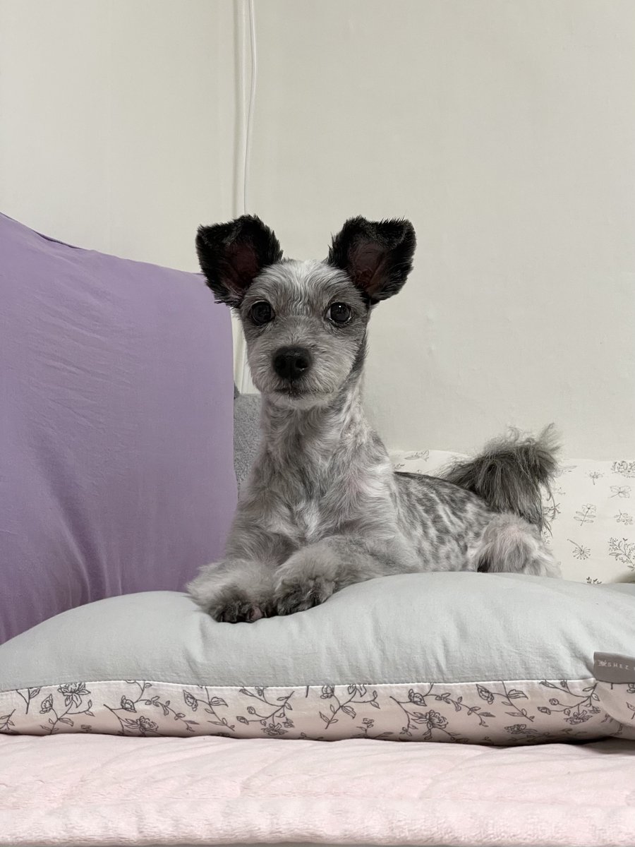 0330Billzz's tweet photo. 완전 스핑크스 재질..

🐶 아침에 한번, 밤에 한번 꼭 하고 중간에도 한번 하면 좋은 것은? https://t.co/d8ZtANdVpM