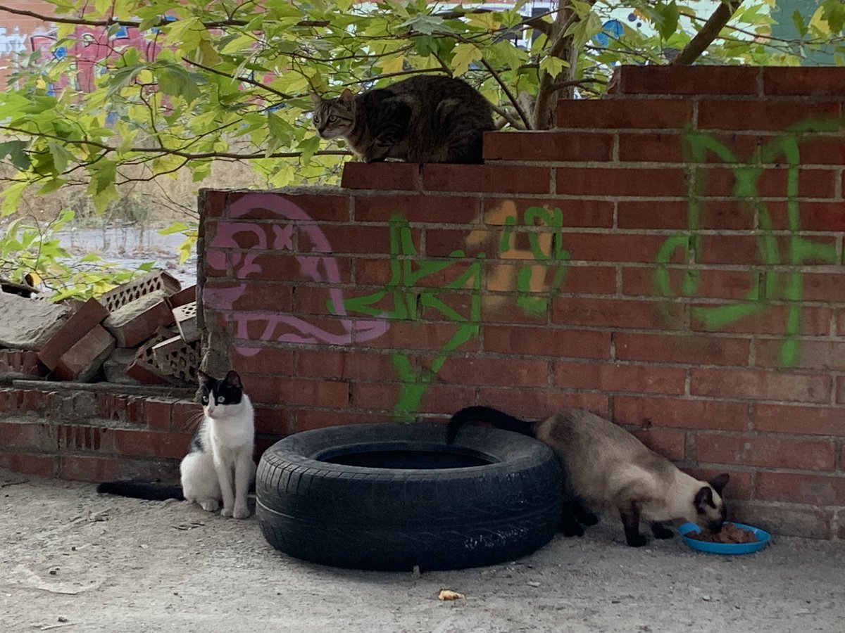 Bon dia des del Solar, ahir vam estar 4,5h canviant pinso, posant llauna i netejant abeuradors. Vam posar llits nous fets amb pneumàtics de cotxe nets i folrant caixes de fruita amb matalassets.
Avui hi tornem.
Vols venir a ajudar-nos?
Escriu-nos!
#ambajudatotesmesfacil