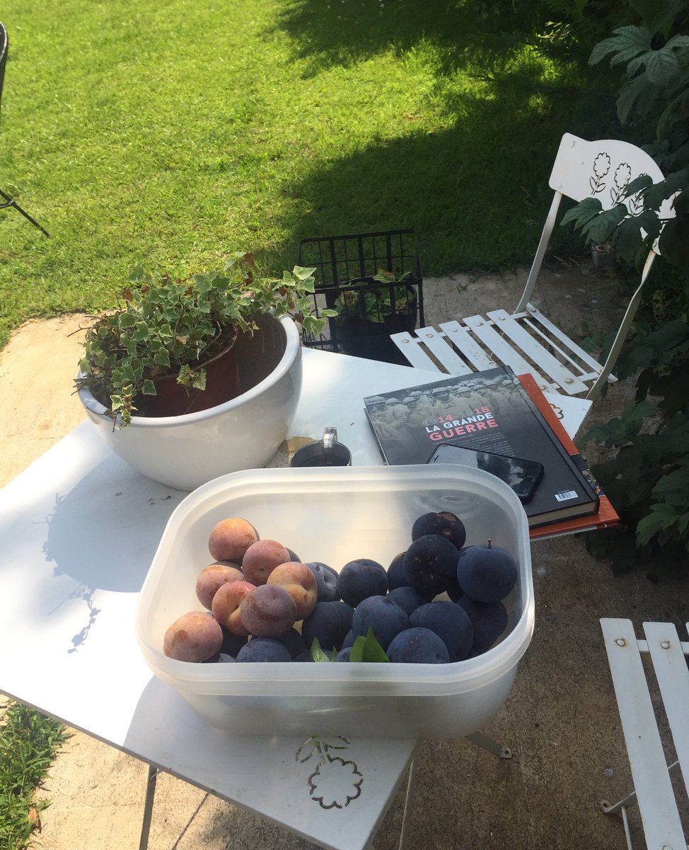 jonasforrest66's tweet image. Cueillette de prunes #Beitchabeb