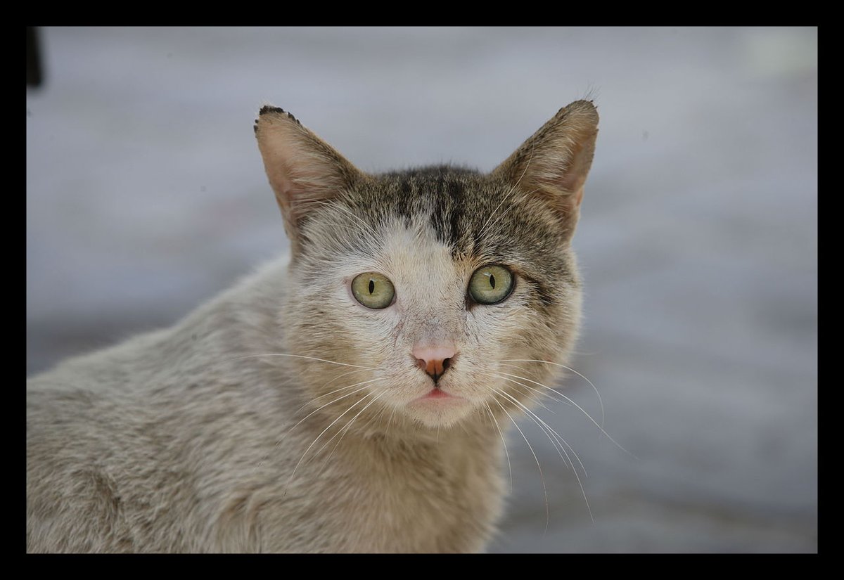 gayocats's tweet image. xa9u2943