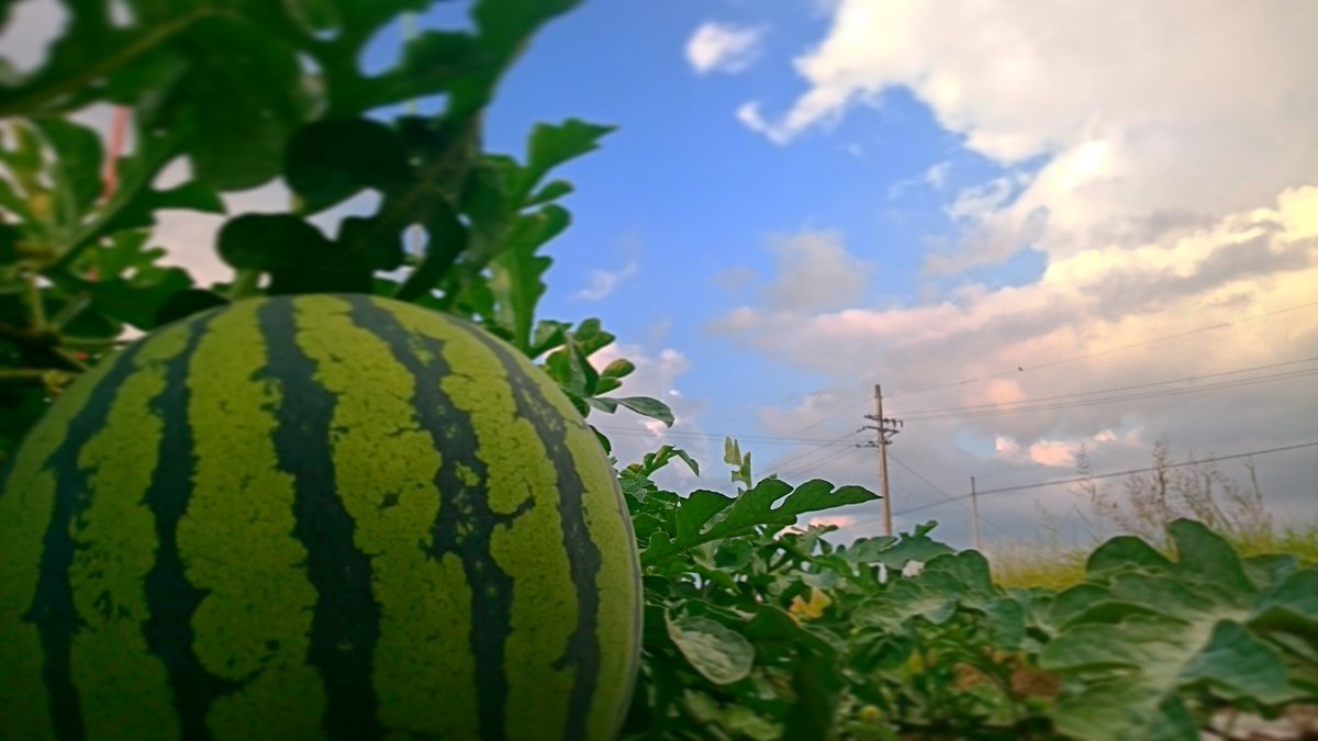 岩手 滝沢スイカとブルーベリーと林檎の またくるファーム チーム小森 去年 オシャレスイカの撮影以来 我が家の畑自慢は 青空です 滝沢スイカ またくるファーム 岩手県 スイカ