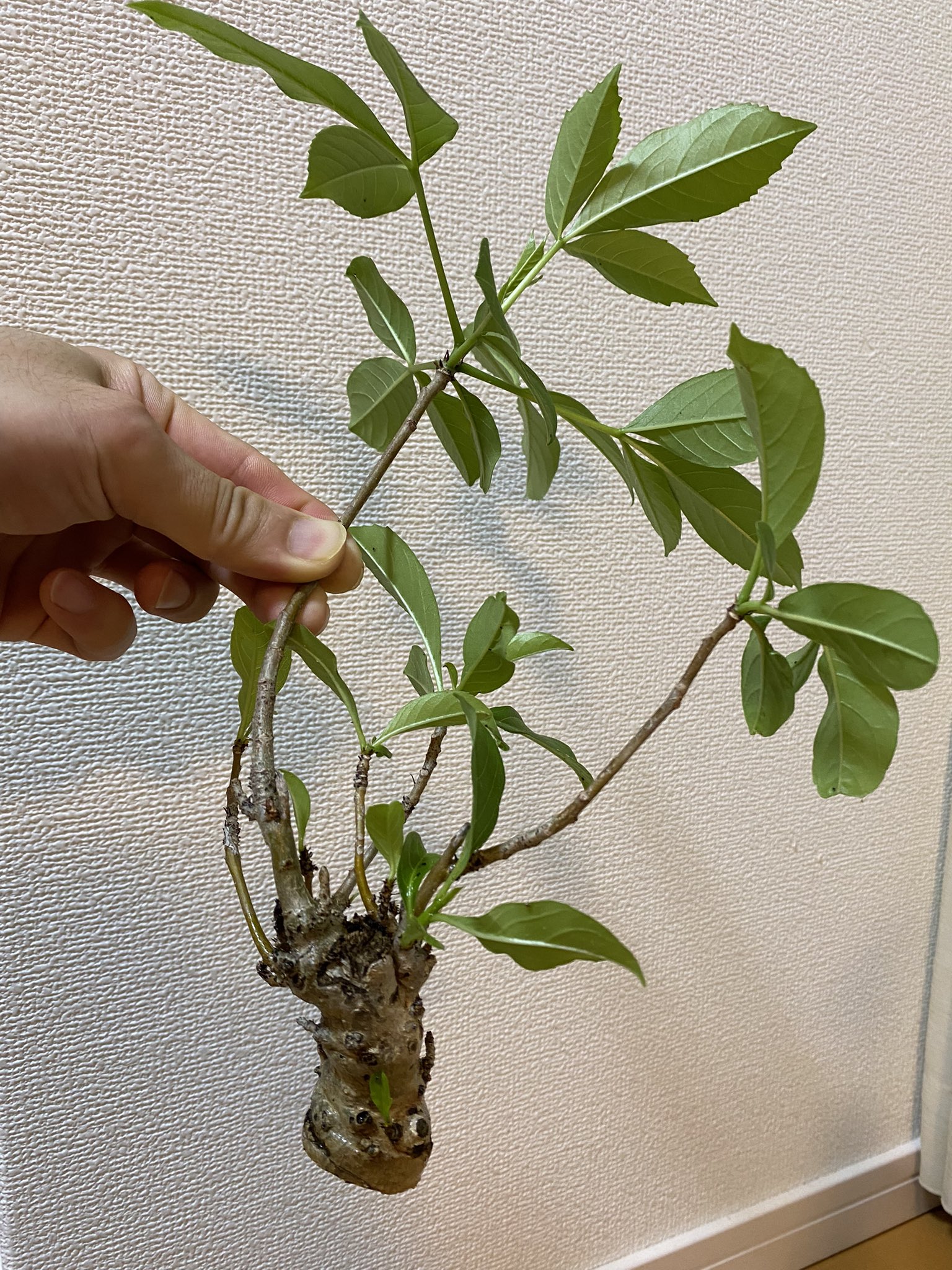 コナコーヒー栽培アカ Konacoffeenoki Twitter