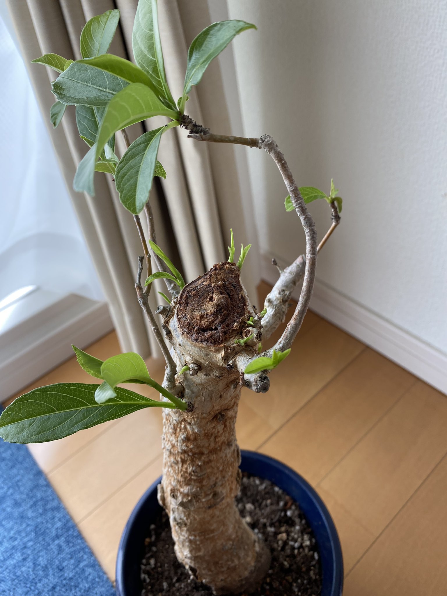 コナコーヒー栽培アカ Konacoffeenoki Twitter