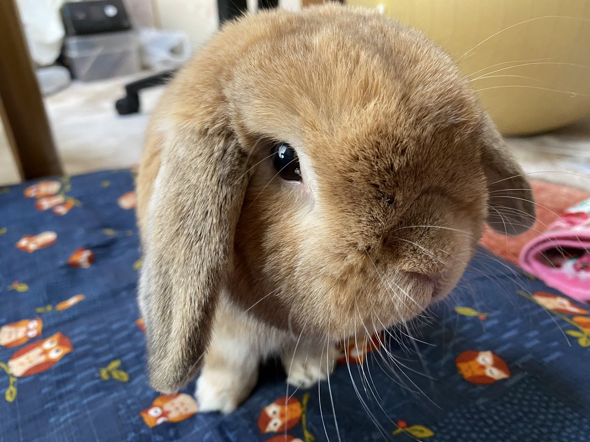 Uzivatel 小桜舞子 Na Twitteru ブログ更新 T Co Ls9gnka2rn 暑いですね 皆さんも熱中症や 夏バテしないように お身体に気を付けてお過ごしください うさぎ ホーランドロップ 垂れ耳うさぎ うさぎと暮らす 小桜舞子