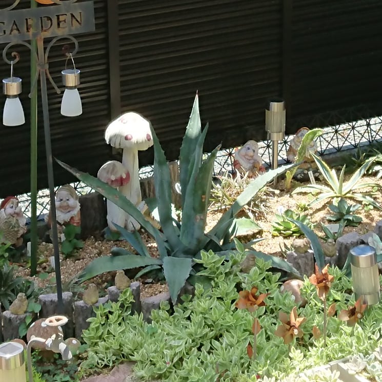 Toma Toma 地植えアガベとディッキアの多肉花壇の所 屋根が無いからお日様ガンガンで雨ざらしだったから 使って無い傘で急遽 日除け対策 艸 ちょっと恥ずかしい 多肉植物専用コーナー 地植えアガベ T Co Fbka8olxge Twitter