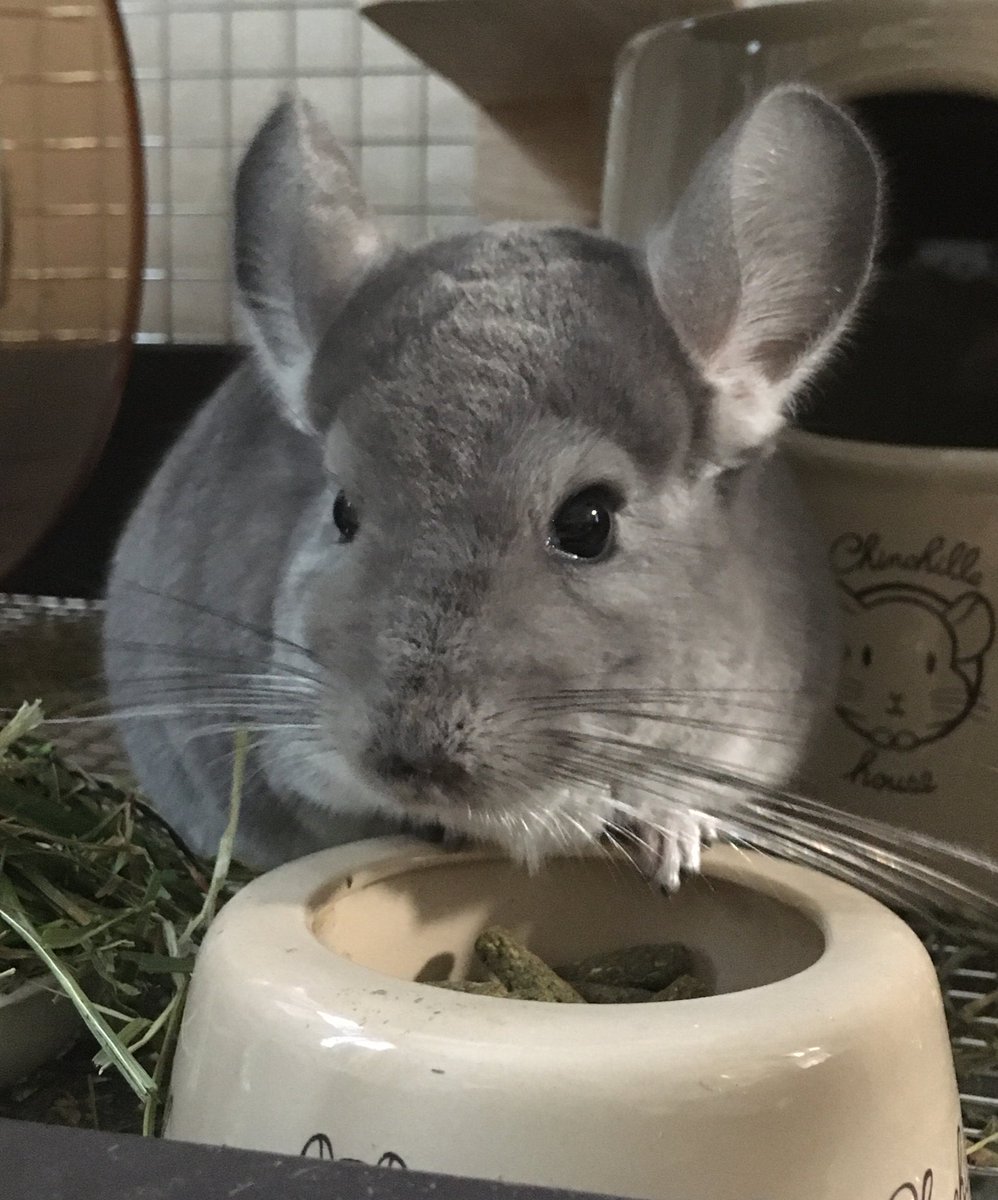 cielandyuko's tweet photo. へやんぽ、いっぱいしたね🐭😆 https://t.co/ZU9XF8QhKC