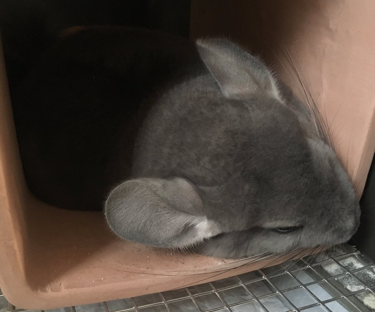 cielandyuko's tweet photo. へやんぽ、いっぱいしたね🐭😆 https://t.co/ZU9XF8QhKC