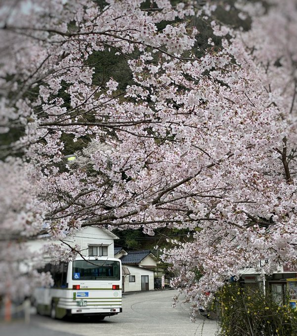 平和公園の桜21 最新情報 開花状況