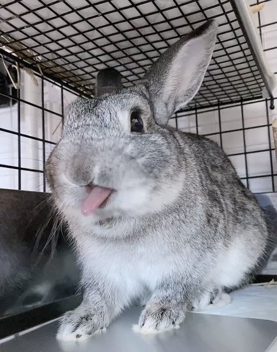 皆様、昨日から沢山の心配と優しいお言葉をありがとうございます🙇‍♀️

今朝はいつもと同じようにご飯を食べて元気な💩もしてくれています。
ですが、去勢手術前の術前検査をしている際に異常が発見され、更に詳しく調べた結果…
ひまりは｢拡張型心筋症｣と診断されました。
詳細はツリーにて続きます⬇️