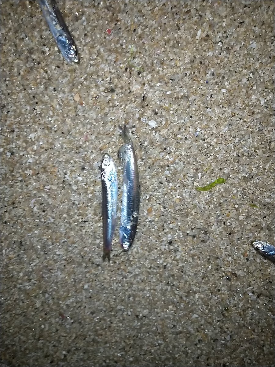 LEVEL6_toujima's tweet photo. あのあとみんなといったん別れて、友達連れて戻る途中にさらに釣れるポイント発見(☆∀☆)
28cm平均に30cmジャストくらいまで永遠に釣れ続いて朝を待たずに早アガリ。たまにはこんな爆釣ないとやってられません(^-^;
#淡路島アジング
#MsWORKS
#SQUIDMANIA https://t.co/u5V2qlAYxh