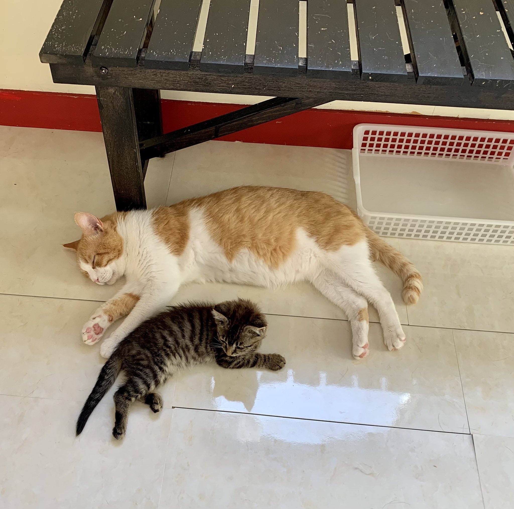 保護猫カフェ 猫婆 子育て中のおうママ 茶トラ白 と ミートゥー 黒猫 から 水の飲み方を教わる夢太郎 保護猫 保護猫カフェ 里親募集中 里親募集 三重 猫 家族 保護猫カフェ猫婆 猫婆 三重県 鈴鹿市 スタッフ紹介 Cats Cat Pet