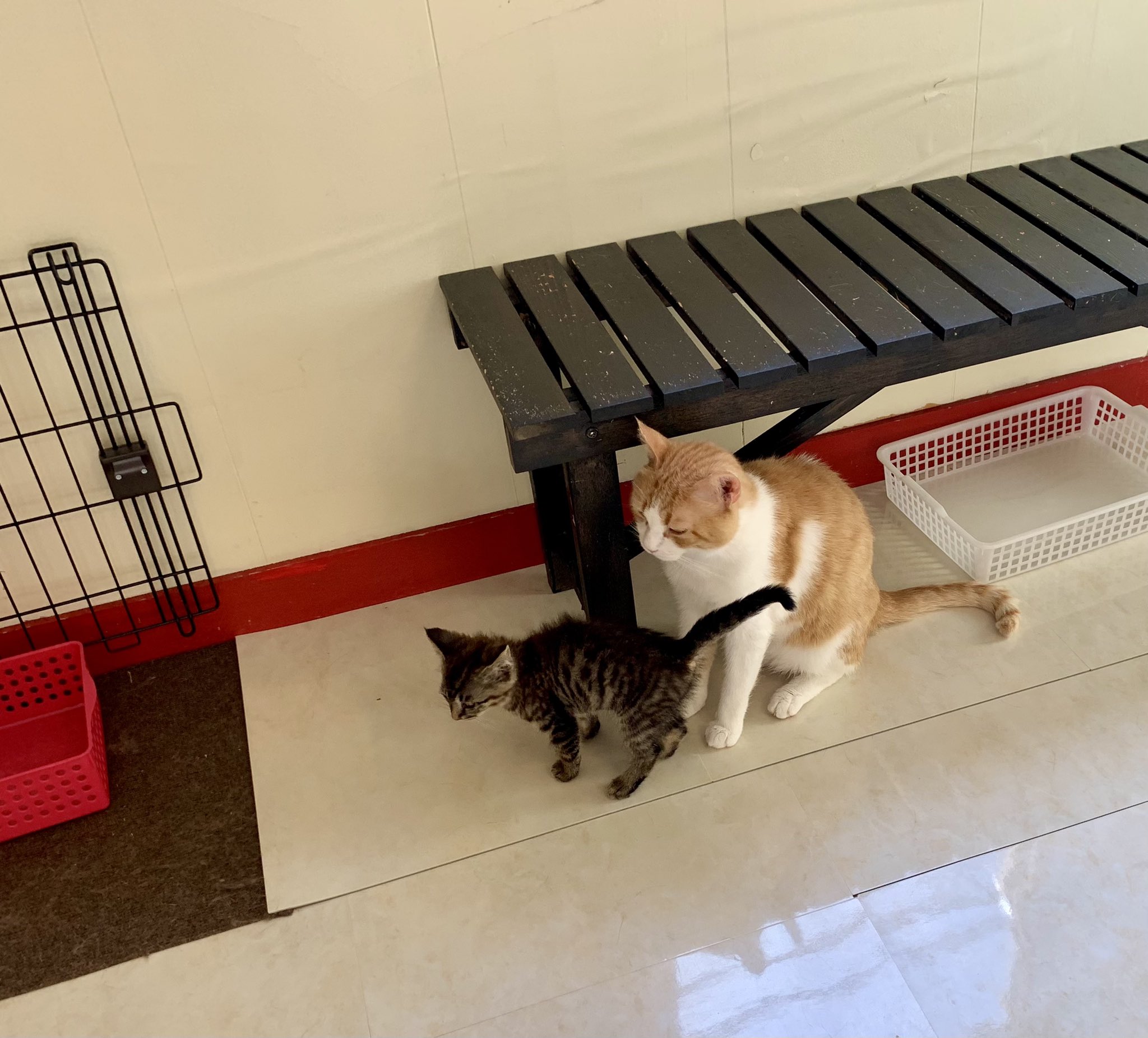 保護猫カフェ 猫婆 子育て中のおうママ 茶トラ白 と ミートゥー 黒猫 から 水の飲み方を教わる夢太郎 保護猫 保護猫カフェ 里親募集中 里親募集 三重 猫 家族 保護猫カフェ猫婆 猫婆 三重県 鈴鹿市 スタッフ紹介 Cats Cat Pet
