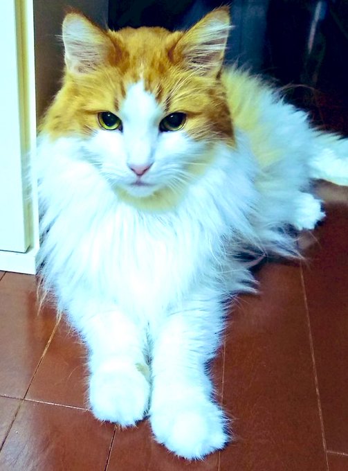 昨日撮ったかっこいいりっちゃん。。今は仰向けで寝言めちゃめちゃ言ってる。。猫も寝言言うんだね。。りっちゃんは普段無口で小さな小さな声、ほぼサイレントニャーしかしないのに寝言の時は大きい声ですw 