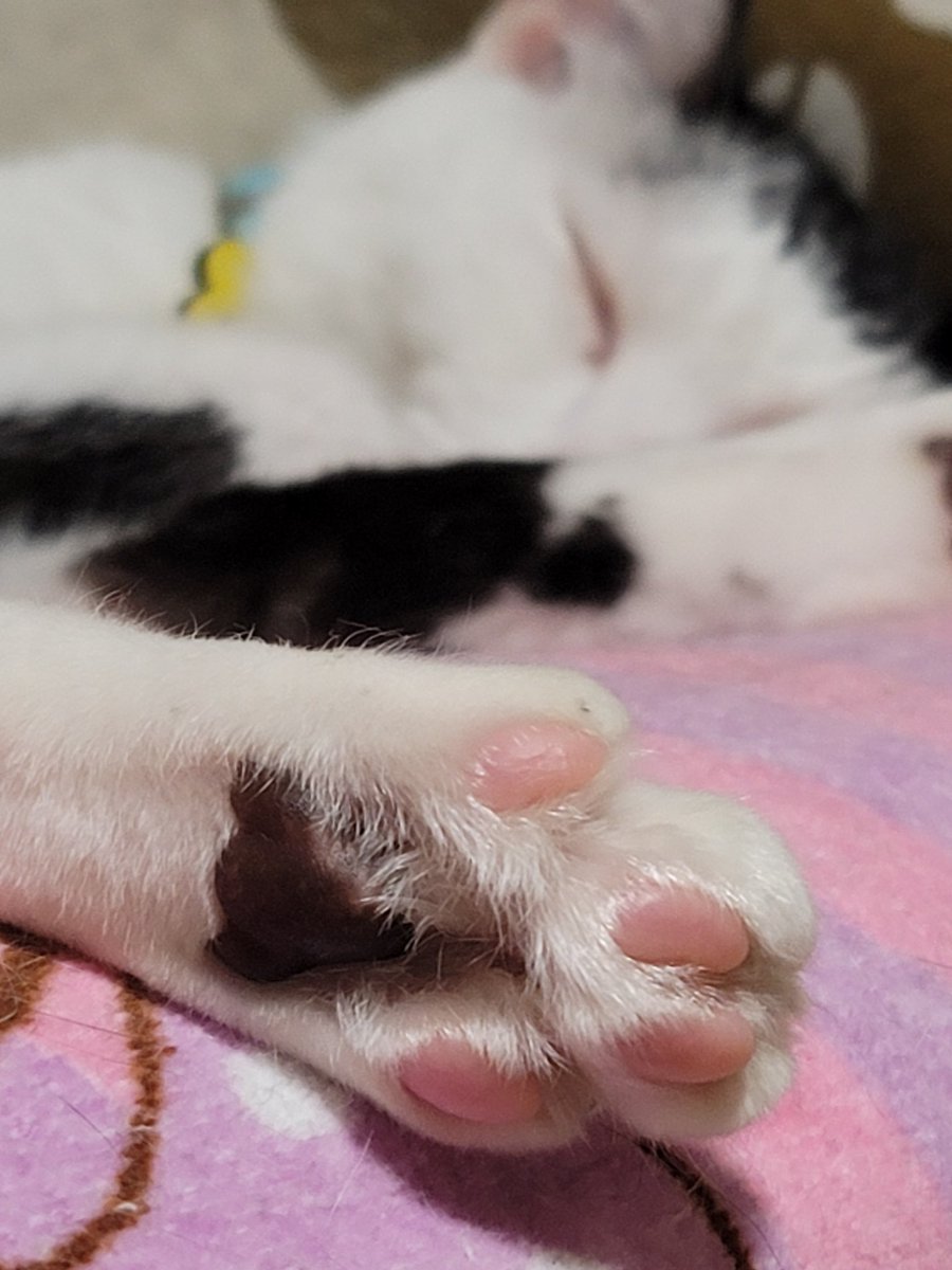 猫の ๑ ᆺ ๑ 巻ちゃんの肉球 Nekokonekolove Twitter