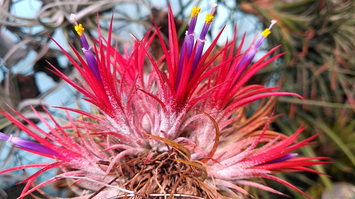 Top Tweets For チランジア Instalker