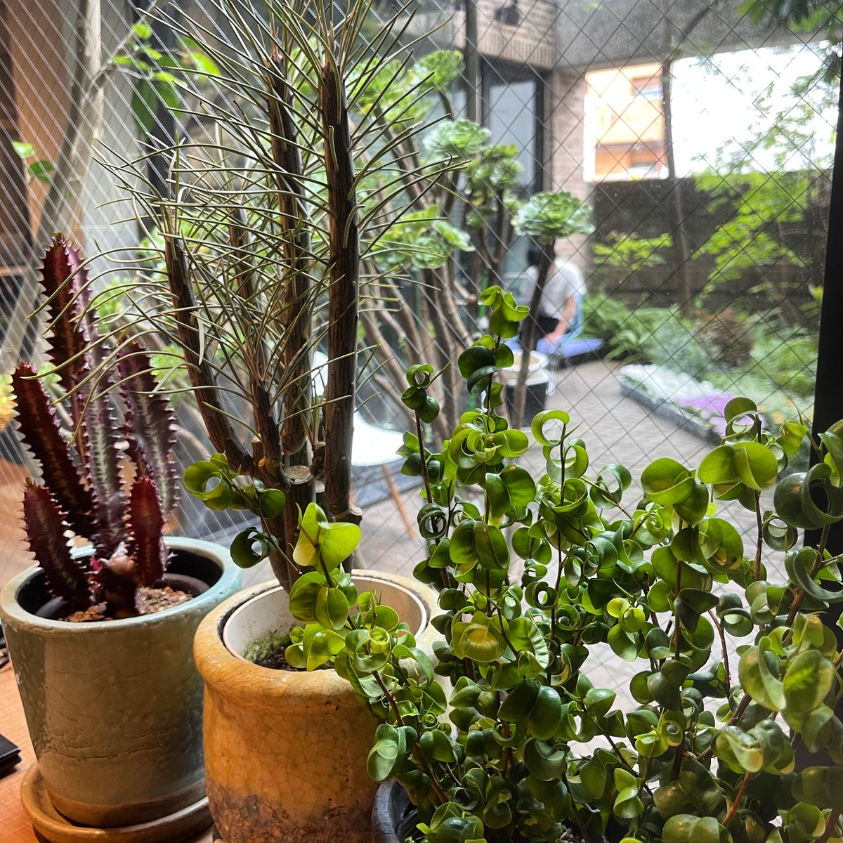 megrass_flower's tweet photo. 『オフィスに #green を』
おはようございます。メグラスです🌿
月曜日、一週間の始まりですね~😃
緑のリラックス効果で、グループ会社@kakusin11 メンバーも癒されますようにと、オフィスは、いつもグリーンでいっぱいです!
植物の力で
沢山の人をハッピーにできますように✨
#megrass #メグラス https://t.co/qAbfOEvXmq