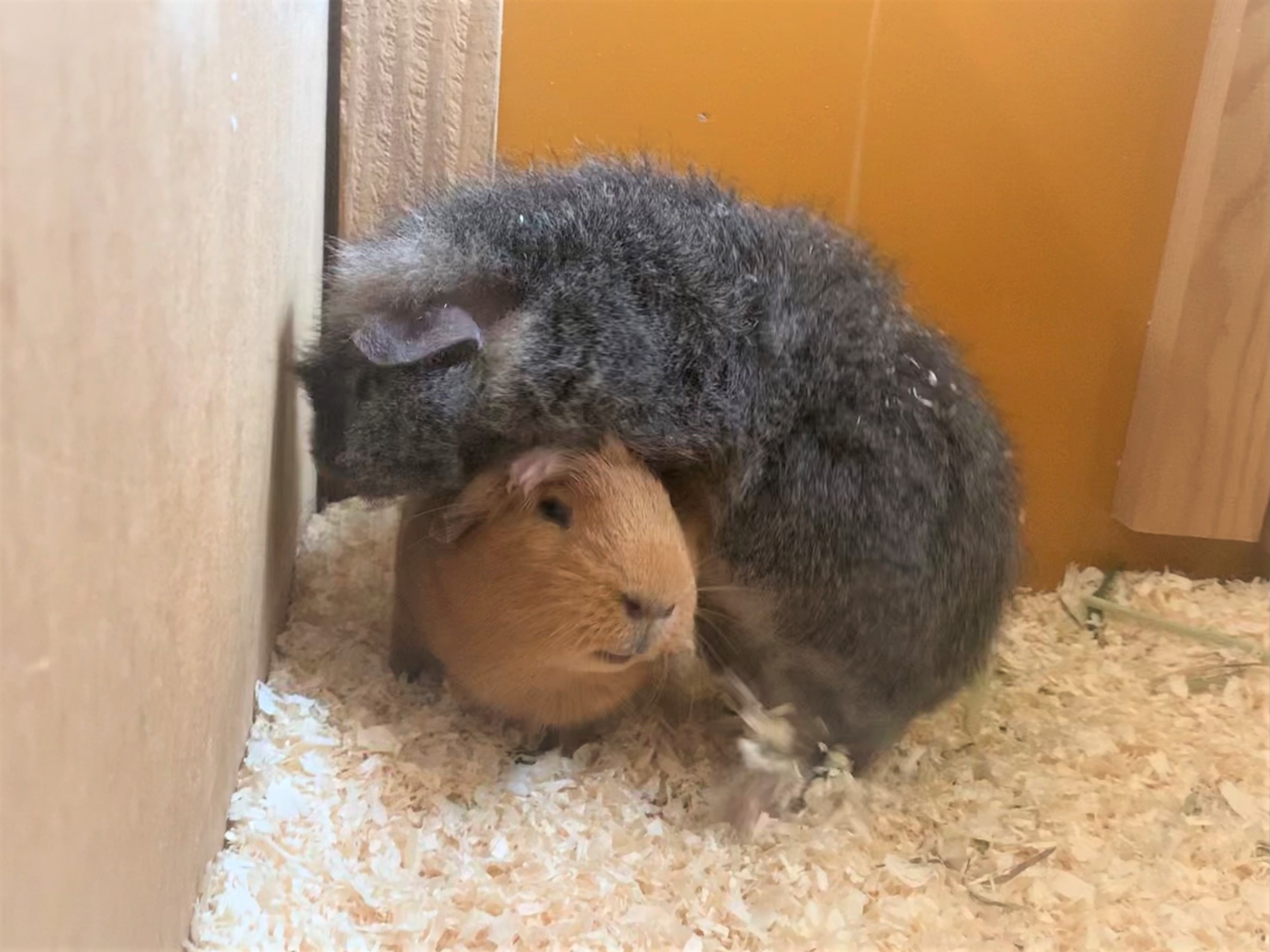 ZX (@zx_hamster) / X