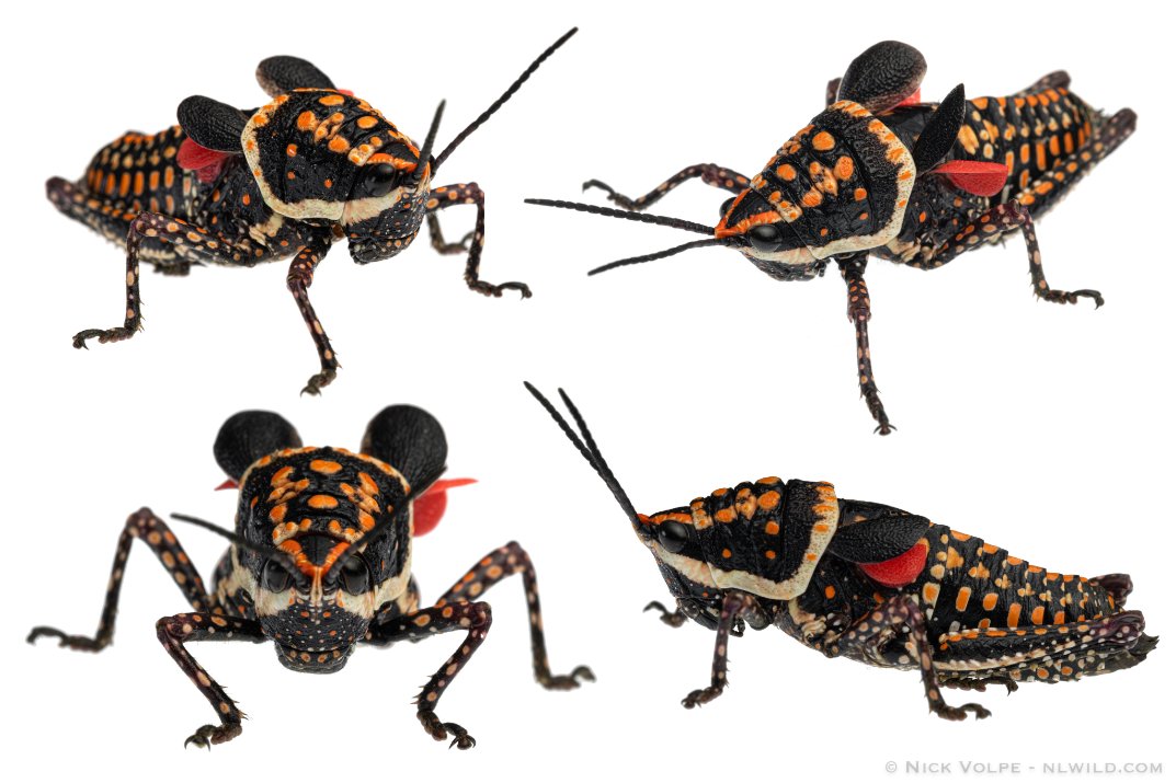 Beautiful Pyrgomorph (Greyacris picta)
One of Australia's most incredible grasshoppers, it is found across the arid landscapes of central Australia. 
The strong aposematic colouration warns potential predators they are distasteful and when startled reveal their small red wings!