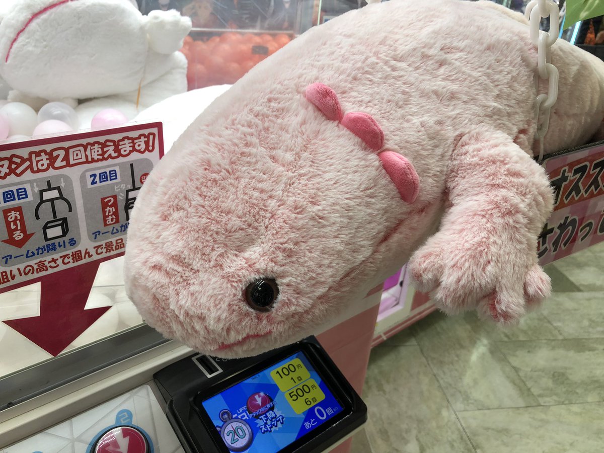 アフロ宮 嫁さんが くるるん水揚げしにいくぞ ってゲーセンに連れて行かされけど 3店舗めぐってくるるんみつからず ウーパールーパーしかいない アフロ宮 嫁さんが くるるん水揚げしにいくぞ ってゲーセンに連れて行かされけど 3店舗めぐってくるるんみつからず ウーパールーパーしかいない