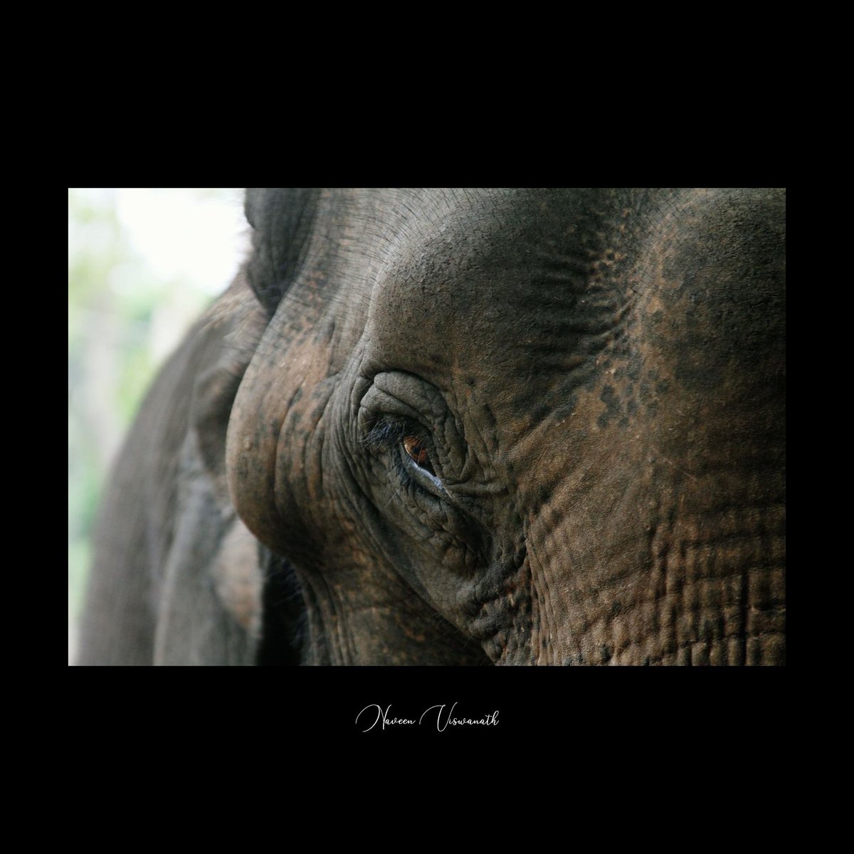 A Trunk Load Of Love!

(Shot this at Sringeri, Karnataka, back in March 2016)

#elephant #elephantlovers #elephantlove #elephantconservation #wildlife #wildlifephotography #karnatakadiaries