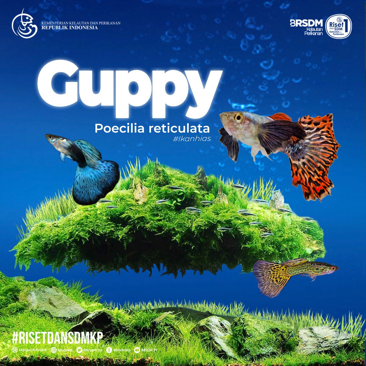 #SobatBahari, sudah kenal dgn ikan guppy? Para pencinta ikan hias pasti tak asing dgn ikan yg satu ini. Poecilia reticulata atau yg sering disebut ikan Guppy adalah salah satu spesies ikan hias air tawar yg paling populer di dunia. #KKPRebound #RisetdanSDMKP #IkanGuppy #IkanHias