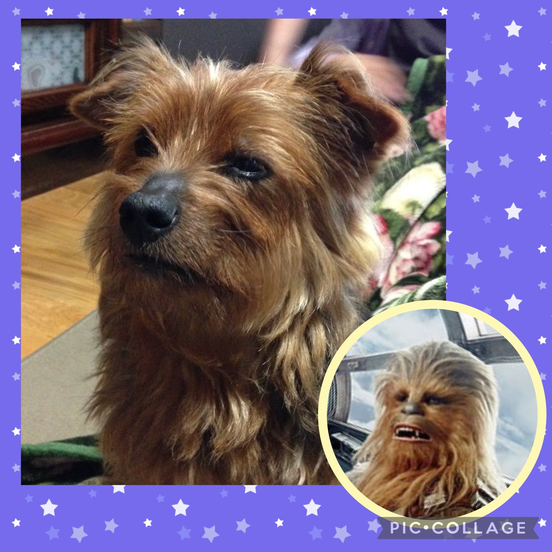 うずら チューバッカ似の愛犬 チューバッカ犬 犬 T Co Wcskuzkdoo Twitter