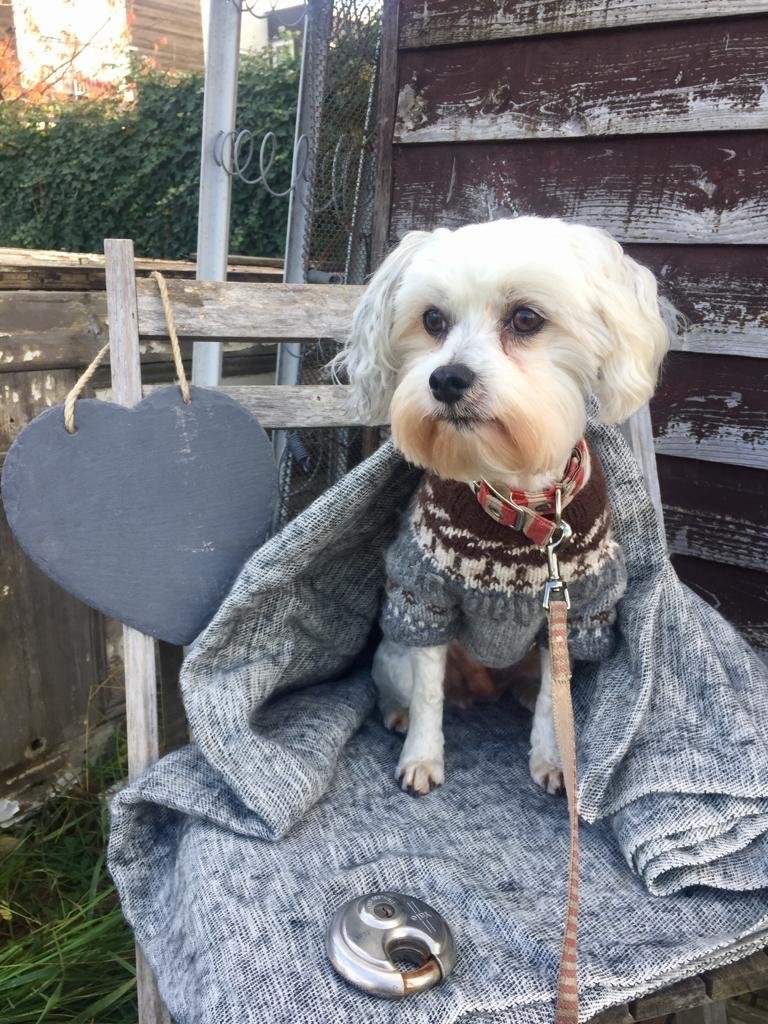 SUNDAY BEST 🎀🐶🤍
Teddy is all dressed up in his Sunday best and ready for his screen debut 📺  Catch him on <a href="/PetsFactor/">ThePetsFactor</a> this morning at 0930 on <a href="/cbbc/">CBBC</a>!
🐶🐕🐱🐈🐭🐁🐰🐇🐦🦜🐊🐢🐾