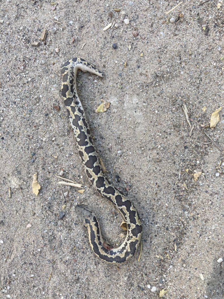 laliteshwarsumn's tweet image. Found a #dead #babypython while walking on the road. #snake #python #babysnake #LaliteshwarSuman 🐍🌅